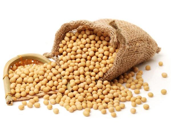 Soya Bean